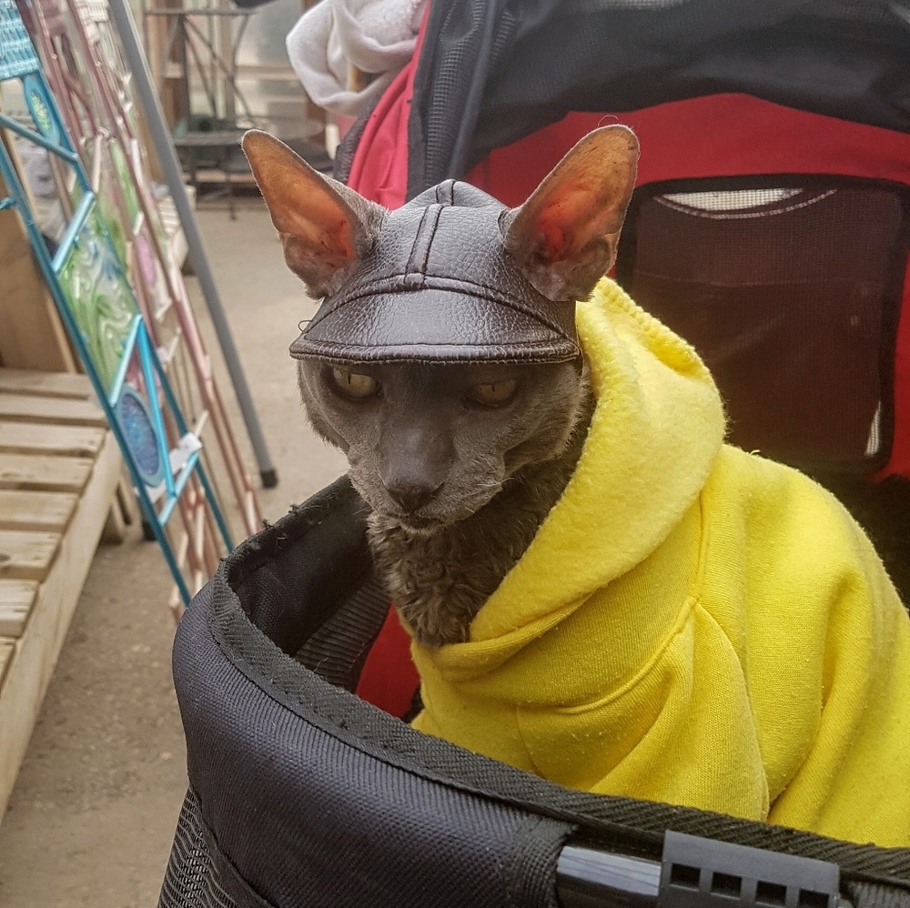 Meet your Posher, Louanne